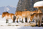 Przewalski horses