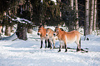 Przewalski horses