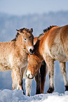 Przewalski horses