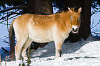 Przewalski horse