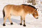 Przewalski horse