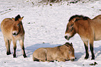 Przewalski horses