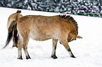 Przewalski horses