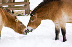 Przewalski horses