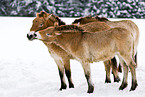 Przewalski horses