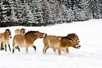 Przewalski horses