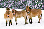 Przewalski horses