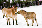 Przewalski horses