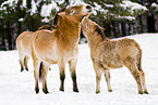 Przewalski horses