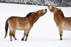 Przewalski horses