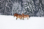 Przewalski horses