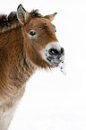 Przewalski horse