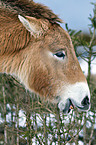 Przewalski wild horse