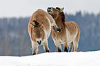 Przewalski wild horses