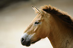 Przewalski horse