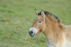 Asian wild horse