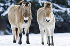 Przewalski's Horses