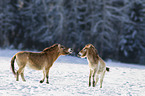 Przewalski's Horses