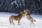 Przewalski's Horses