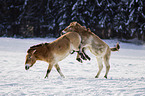 Przewalski's Horses