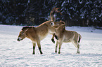 Przewalski's Horses