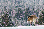 Przewalski's Horse