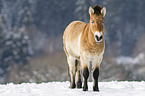 Przewalski's Horse