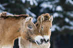 Przewalski's Horses