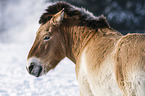 Przewalski's Horse