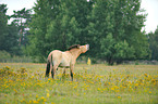 Przewalski's Horse