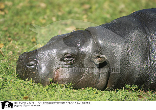 Zwergflusspferd / pygmy hippopotamus / FLPA-03975