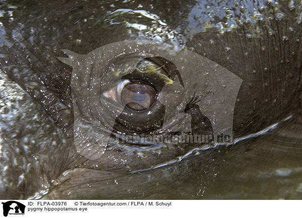 Zwergflusspferd Auge / pygmy hippopotamus eye / FLPA-03976
