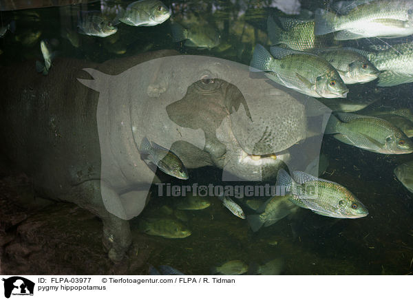 Zwergflusspferd / pygmy hippopotamus / FLPA-03977