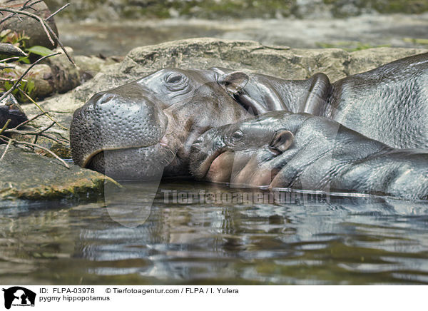 Zwergflusspferde / pygmy hippopotamus / FLPA-03978