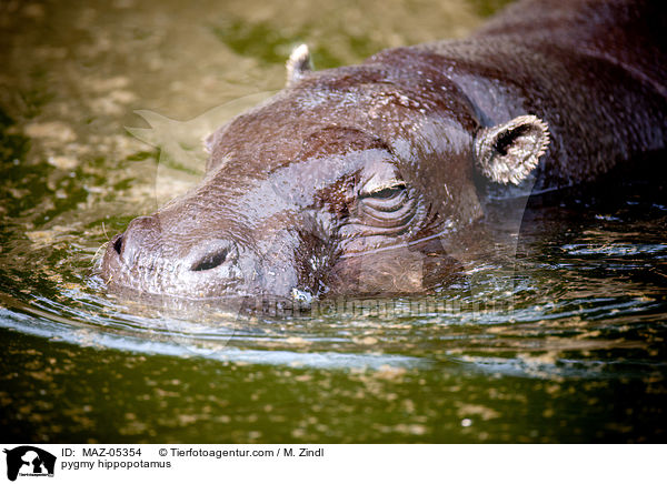 Zwergflusspferd / pygmy hippopotamus / MAZ-05354
