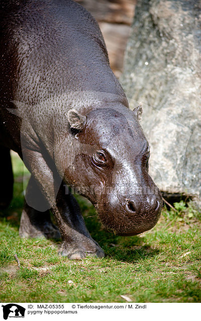 pygmy hippopotamus / MAZ-05355