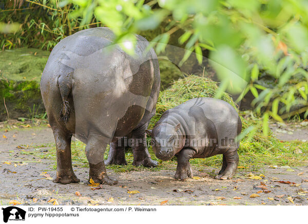 Zwergflusspferd / pygmy hippopotamus / PW-19455