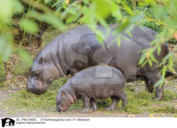 pygmy hippopotamus / PW-19463