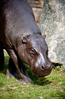 pygmy hippopotamus