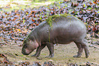 pygmy hippopotamus