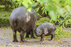 pygmy hippopotamus