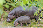pygmy hippopotamus