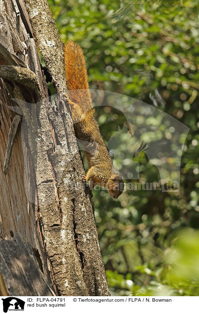 Rotbauchiges Buschhrnchen / red bush squirrel / FLPA-04791