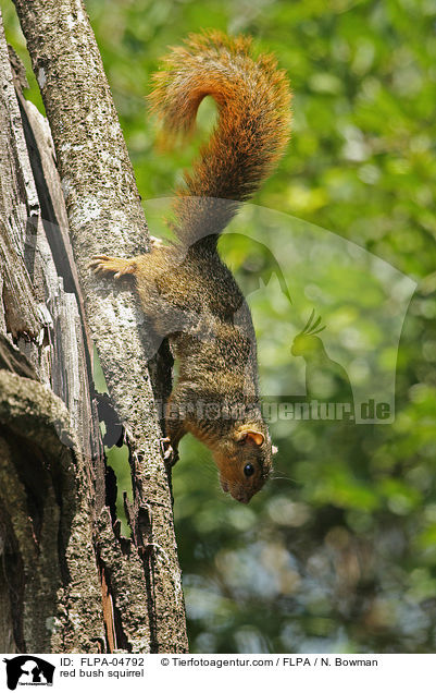 Rotbauchiges Buschhrnchen / red bush squirrel / FLPA-04792