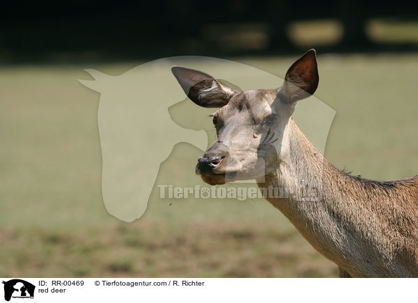 red deer / RR-00469