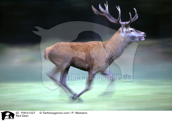 Europischer Rothirsch / Red Deer / PW-01327