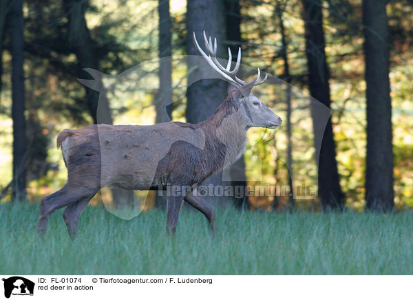 Rothirsch in Bewegung / red deer in action / FL-01074