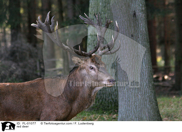 red deer / FL-01077