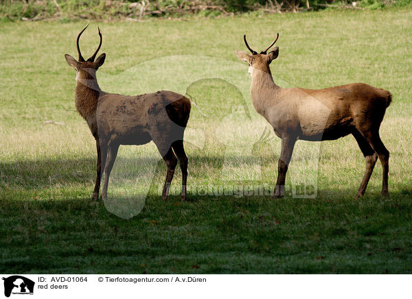 Rothirsche / red deers / AVD-01064