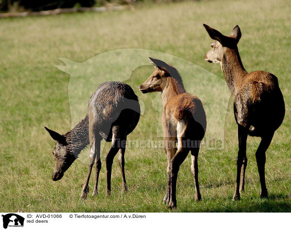 Rothirsche / red deers / AVD-01066